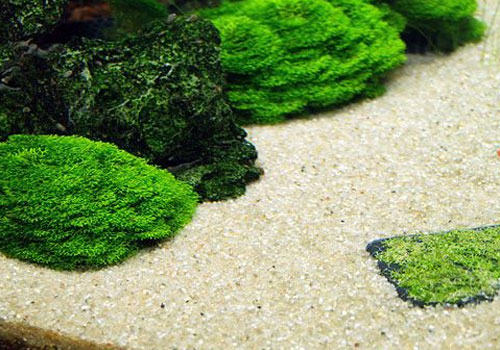 水族箱前景草的种植方法 水族箱前景草的种植方法