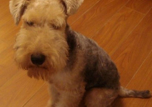 如何处理威尔士梗掉毛