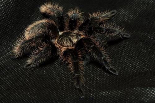 洪都拉斯卷毛有毒吗？洪都拉斯卷毛怎么养？