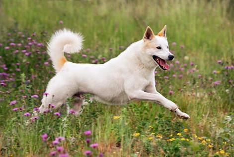 卡南犬多少钱？卡南犬怎么饲养？