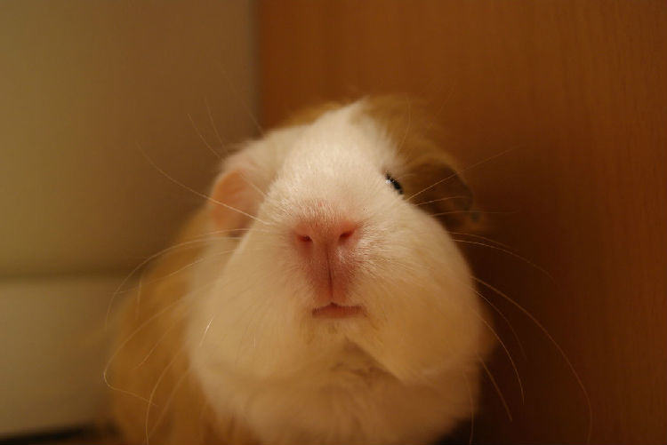 荷兰猪与人类年龄换算表