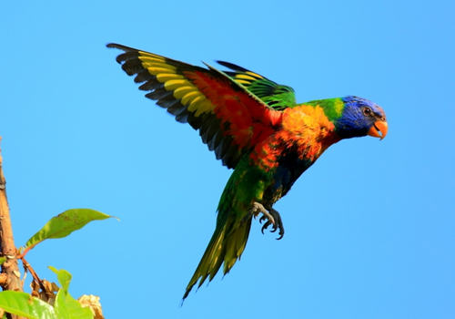 什么是鹦鹉喙羽症