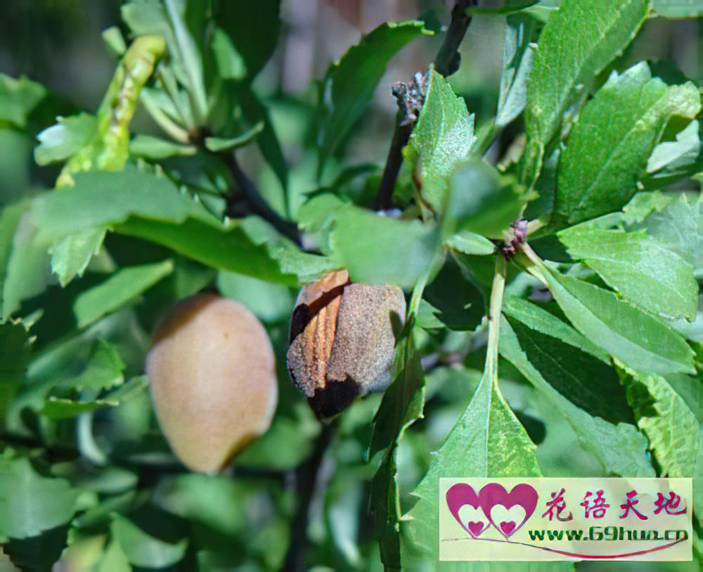 扁桃的花语：丰足和美满