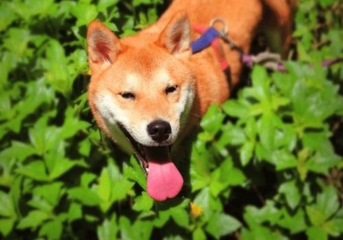 幼犬饲养的注意事项都有哪些,幼犬如何饲养