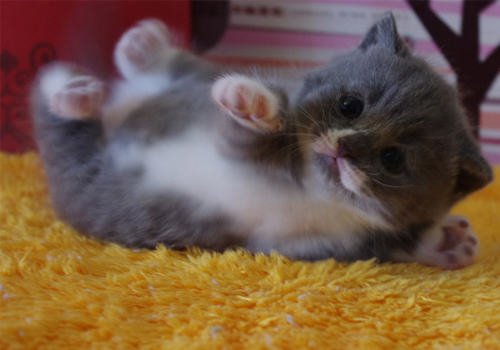 圈养猫咪容易患上忧郁症