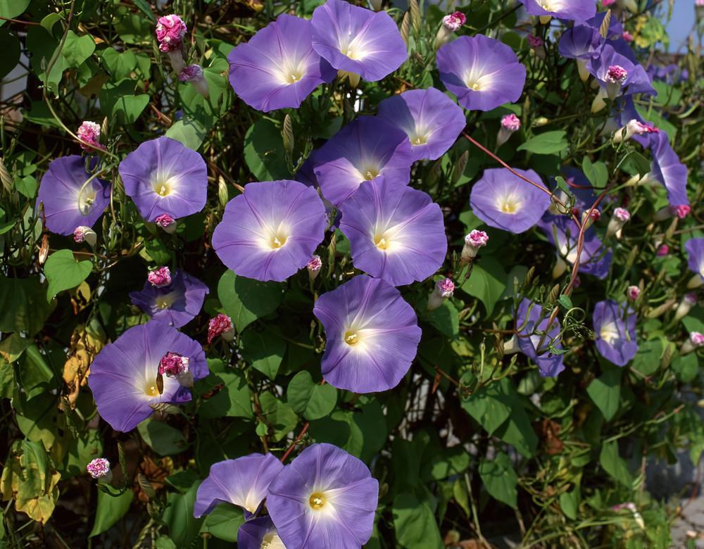 初秋，牵牛花