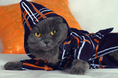 你的猫咪要穿衣服吗？