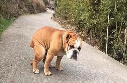 为什么狗狗大便前要转圈？狗狗大便前转圈的原因有哪些？