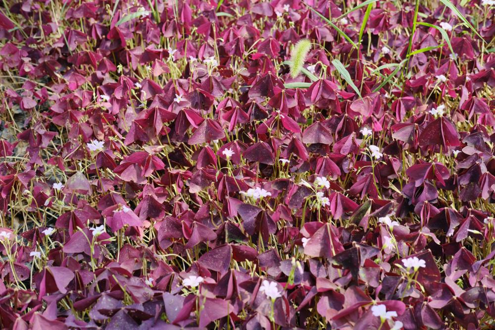 紫叶酢浆草黄叶的原因和处理办法