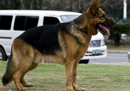 如何判断狗狗是不是纯种