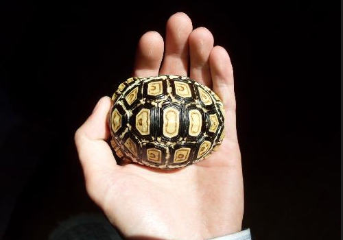 宠物龟补充维生素的注意事项 宠物龟补充维生素的注意事项