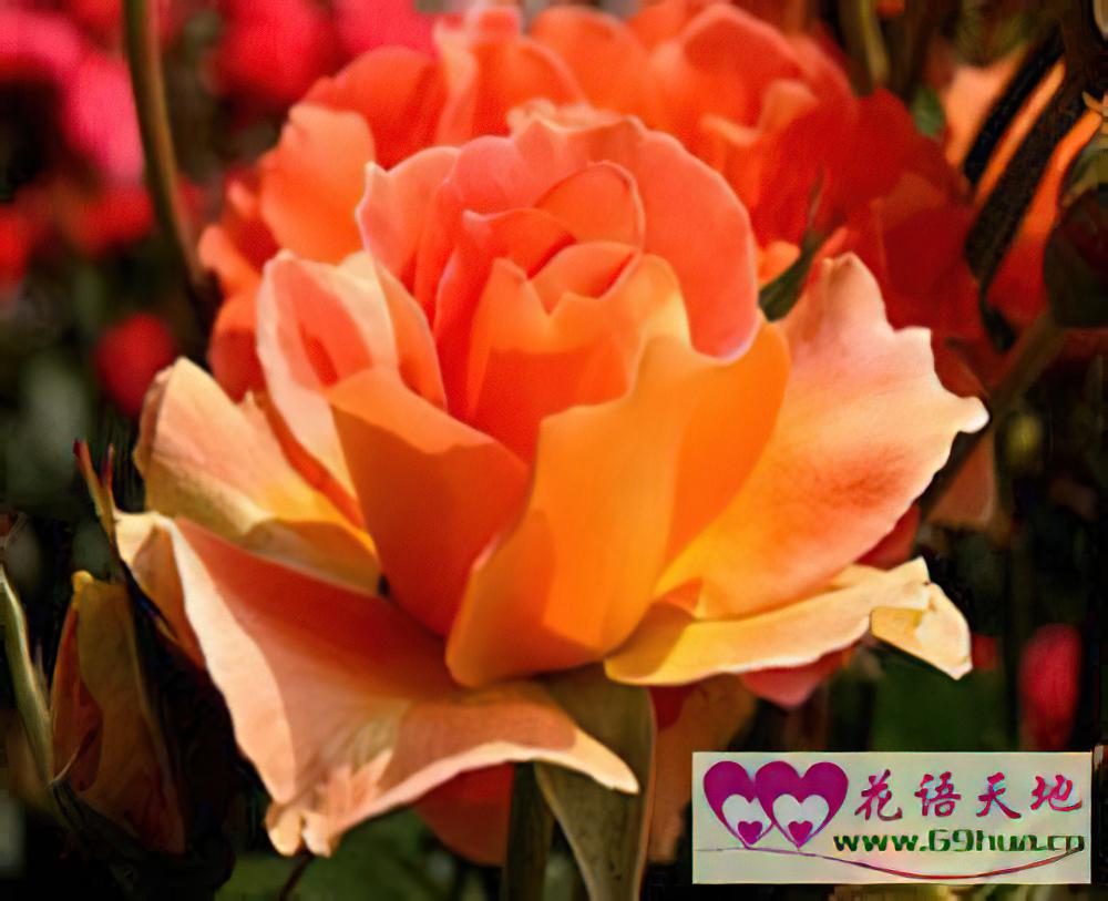 红色蔷薇的花语和象征代表意义：热恋