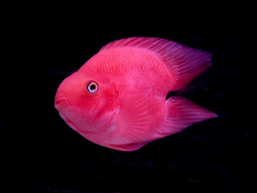 常见的两种过滤系统分析