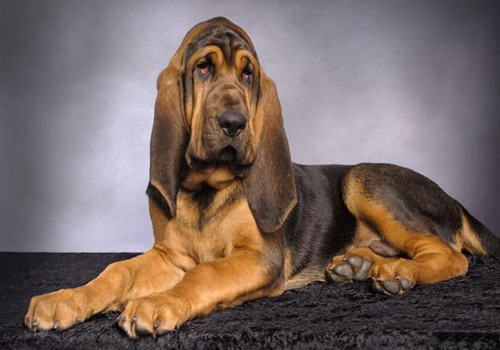 最好的追踪犬—寻血猎犬