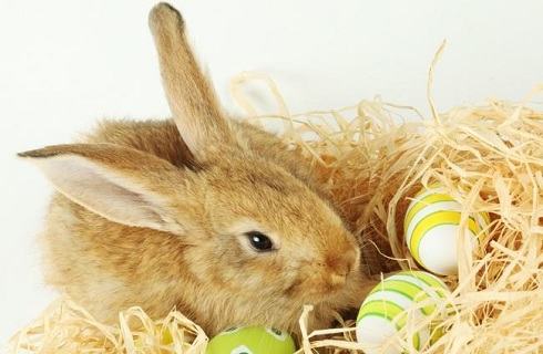 怀孕期间是可以养兔子的吗？有什么危害吗？