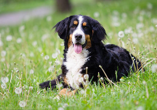 伯恩山犬详细介绍，伯恩山犬好养吗？