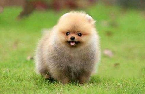 小狗被大型犬咬出血了怎么办？