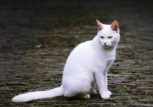 纯白色的中华田园猫