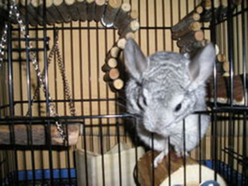 龙猫外伤建议用碘伏消毒