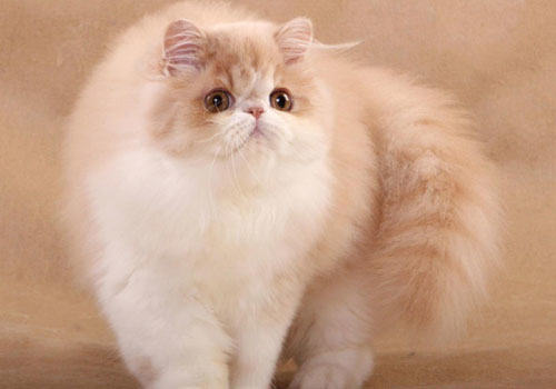 给波斯猫洗澡要注意什么？