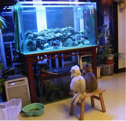 如何让猫咪跟其他动物和平相处