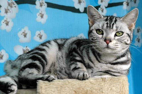 清理猫咪耳朵要注意什么 清理猫咪耳朵要注意什么