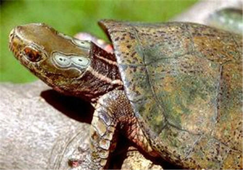 关于养龟水质的几点常见误区