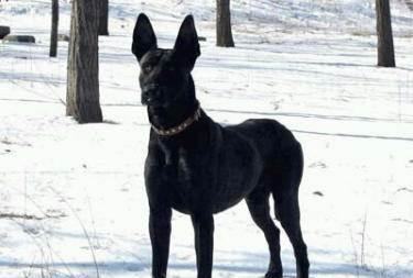 黑狼犬怎么样？黑狼犬的优点和缺点