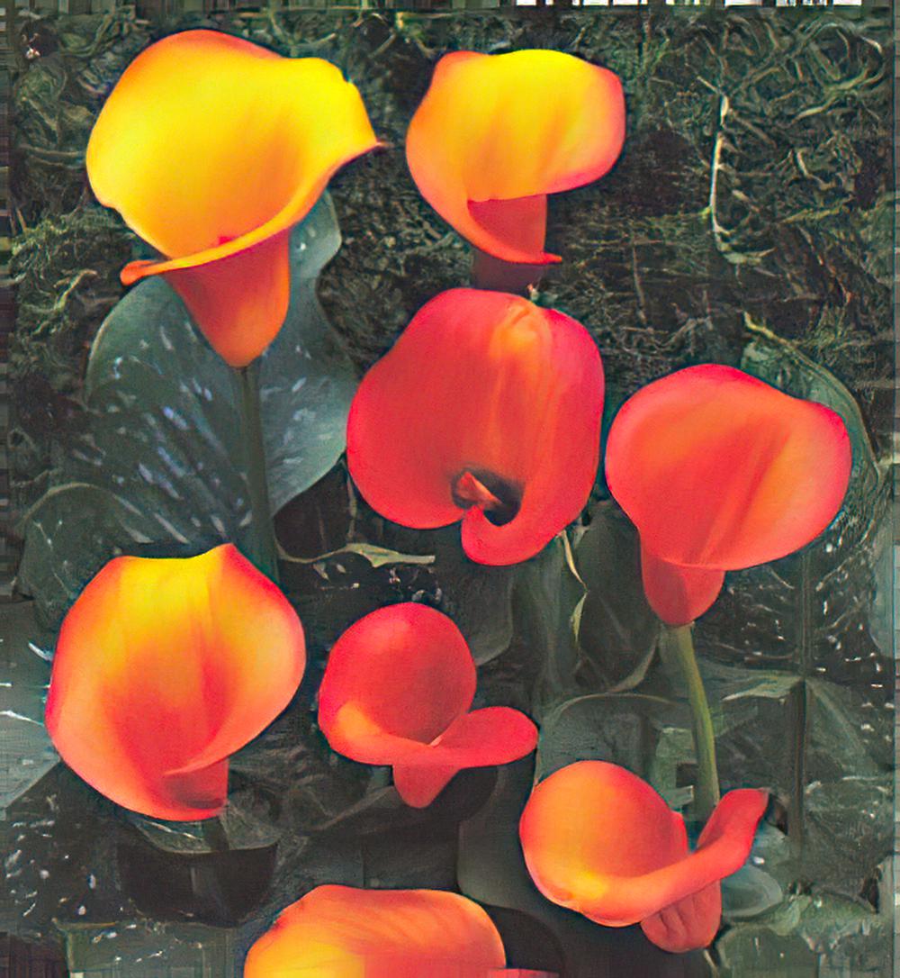 如何种出高质量的彩色马蹄莲盆花（图）