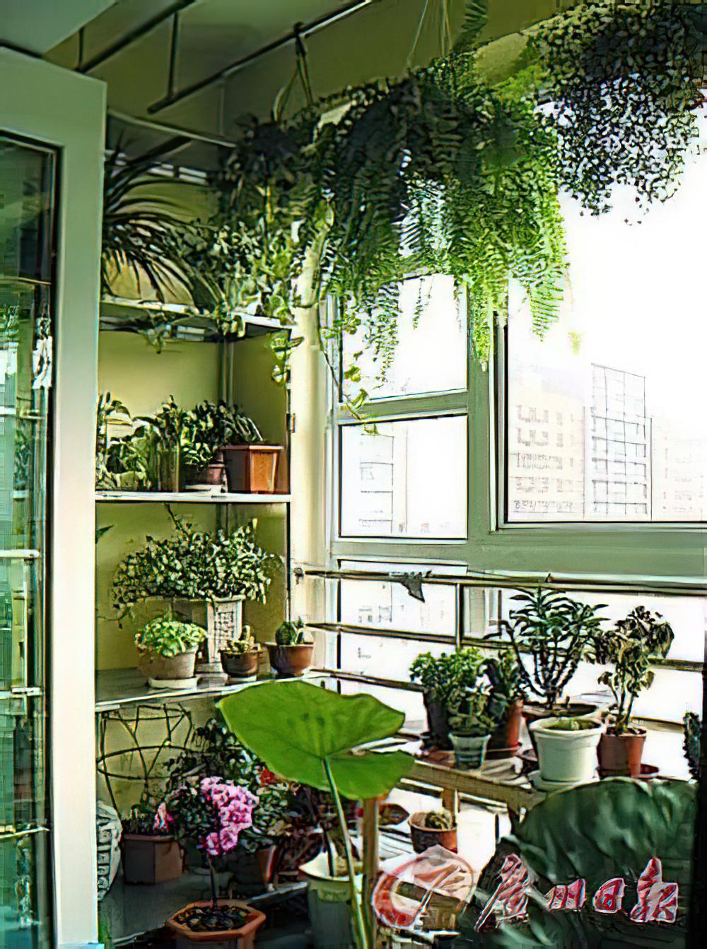 家居植物日常养护入门