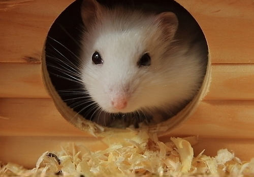 仓鼠过敏怎么办