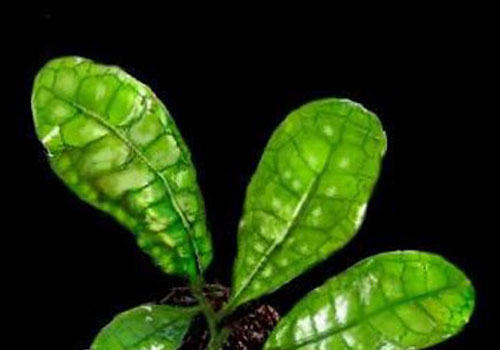 水龙骨科水草饲养方法