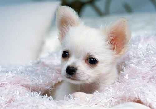 狗狗喂食驱虫药注意什么