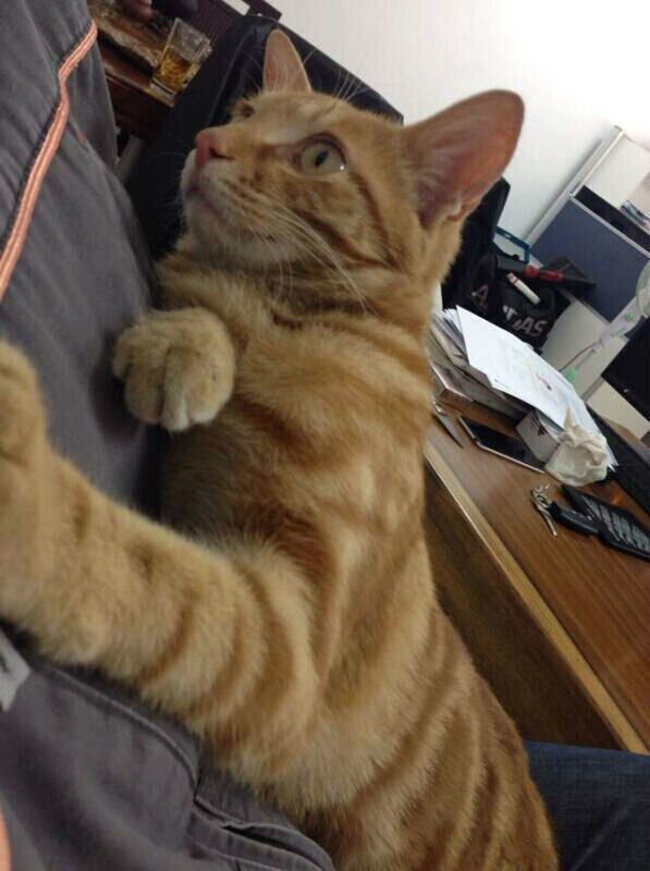 猫咪很冷漠，这事靠不靠谱？