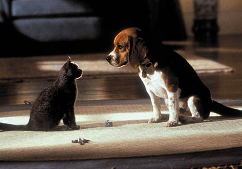 猫狗本同根? 猫狗本同根?
