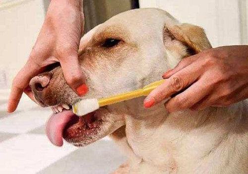 治疗狗狗嘴溃疡的办法都有哪些？