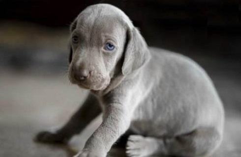 威玛猎犬适合家养吗?魏玛猎犬介绍