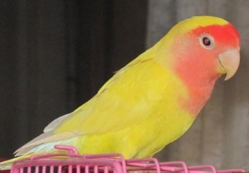黄桃脸牡丹鹦鹉怎么养？黄桃脸牡丹鹦鹉养殖