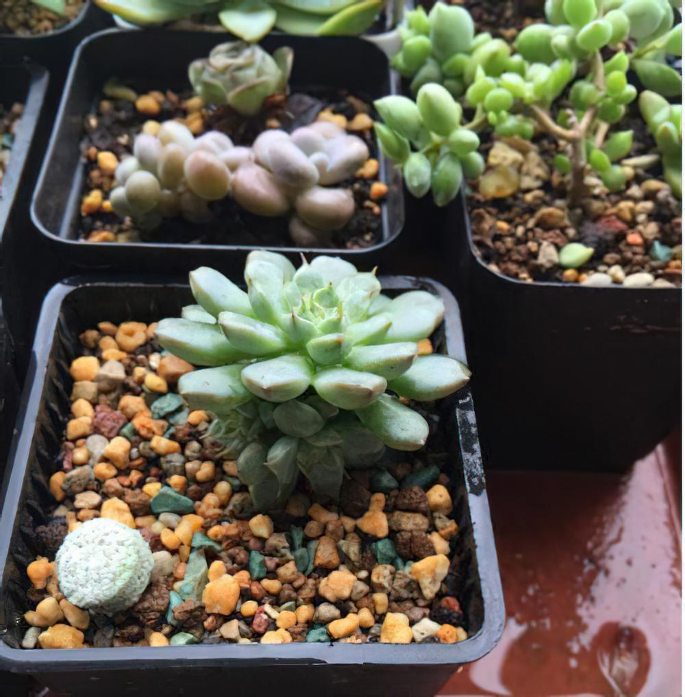 子子孙孙无穷尽也！一棵老红用两年时间创造的励志发家史