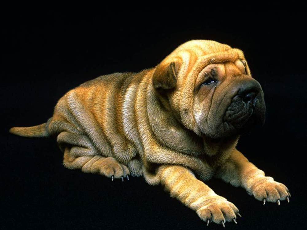 沙皮犬的形态特征 沙皮犬的形态特征