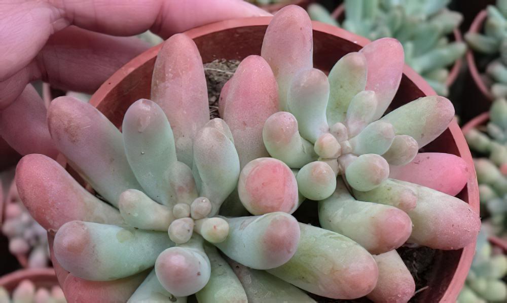 天天说进口多肉恐携带有害生物，这回是真的检出来了