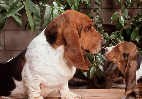 狗狗眼屎说明的一些问题