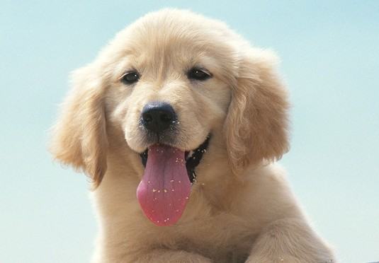 狗狗止血粉的用法 狗狗止血粉的用法