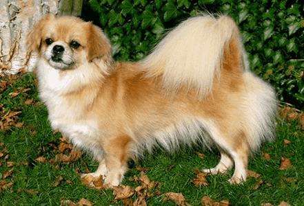 西藏猎犬好养吗？西藏猎犬饲养禁忌
