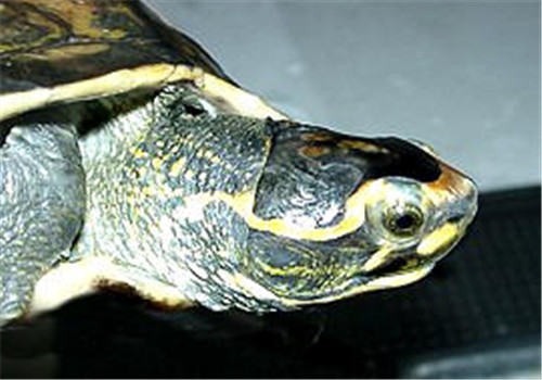 冠背龟的饲养环境布置