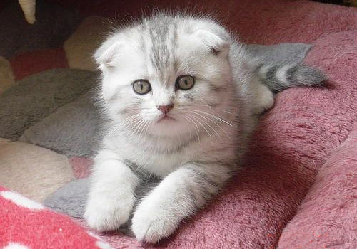 你适合养什么品种的猫咪呢? 你适合养什么品种的猫咪呢?