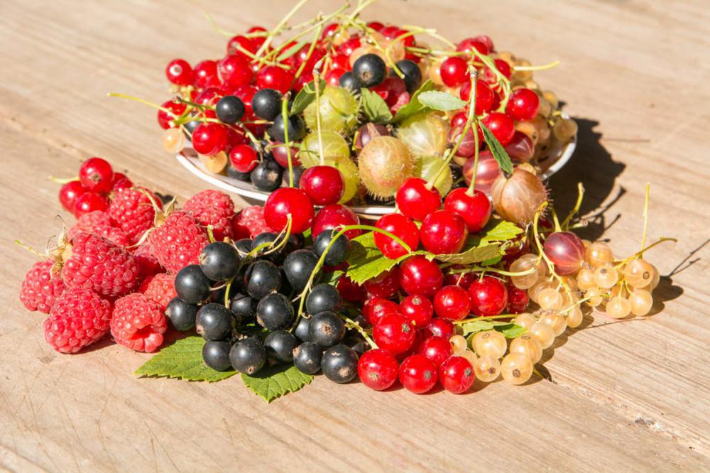 这5种水果最适合种在盆里