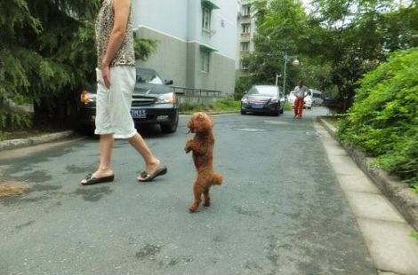 怎么能训练贵宾犬站立行走？