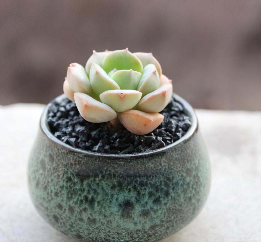 妮可莎娜（锦牡丹）Echeveria nicksana