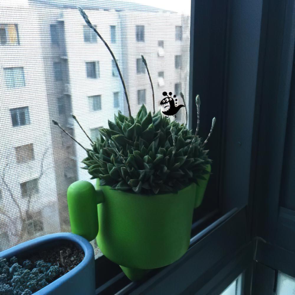 用爆盆的姬玉露证明，我不是“植物杀手”
